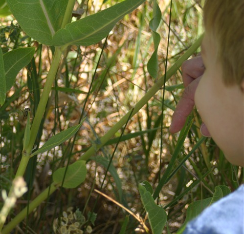 [080831Caterpillar 002[9].jpg]