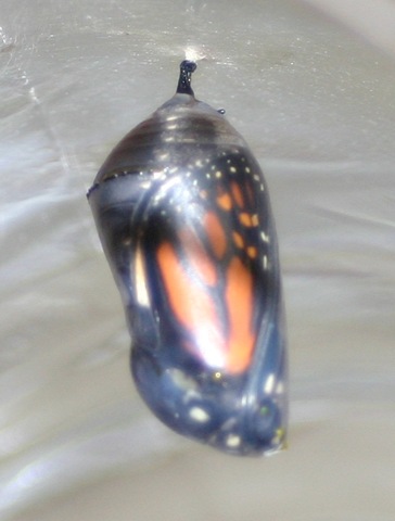 [080917Backpack&Butterfly 052[8].jpg]