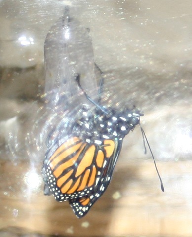 [080917Backpack&Butterfly 059[4].jpg]