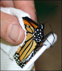 080917Backpack&Butterfly 084