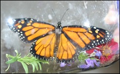 080918Butterfly Go 013