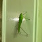 True katydid