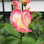 Double Delight Rose
