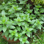 spearmint