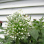 Vidalia Onion