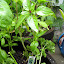 Basil