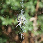 Garden Spider