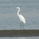 Great Egret