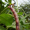 Purple Cowpea/Pinkeyed Purple Hull Bush Bean