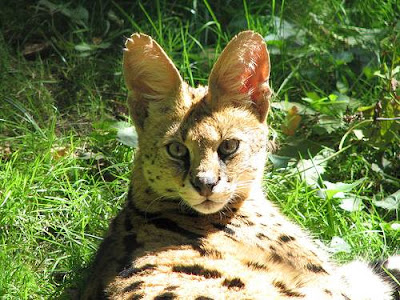 Serval cat