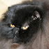 Long haired cat coats