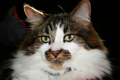 Norwegian Forest Cat