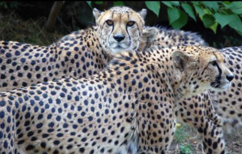 http://lh5.ggpht.com/mjbmeister/SEPsqfHMkLI/AAAAAAAAHRQ/KuDWiwCa8_Y/s800/cheetah-endangered-.jpg