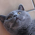 Cats on Drugs