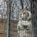 White Siberian Tiger