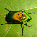 Scarab beetle