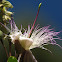 kappertjesplant, (Capparis spinosa)