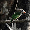 White-cheeked Barbet