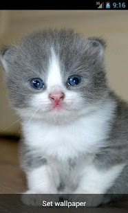 How to install Live Wallpaper Kittens patch 1.0 apk for laptop