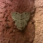Green Leuconycta