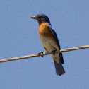Eastern Bluebird
