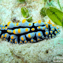Varicose Nudibranch