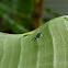 Long-legged Fly
