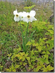 White wild Iris?