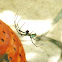 Orchard Orbweaver Spider