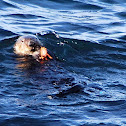 sea otter