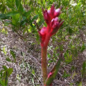 Kangaroo Paw