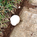 Giant puffball