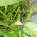 Noctuid Moth