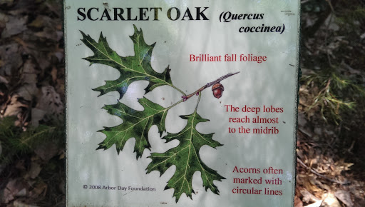Scarlet Oak (Quercus Coccinea)