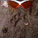 Jaguar tracks