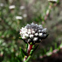 Hardebos / Heath phylica