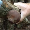 Mushroom ( shitke)