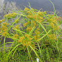 Butterfly Weed