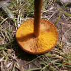 Webcap sp.