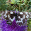 Balkan Marbled White