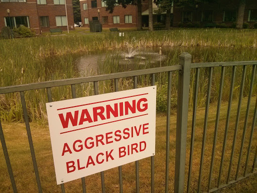 DRS - Aggressive Black Bird Pond Fountain