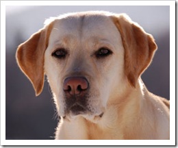 YellowLabrador