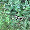 Giant Tiger  Swallowtail