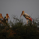 Painted Stork