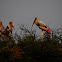 Painted Stork