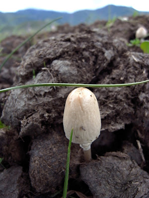 牛屎堆上的蘑菇