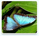 morpho