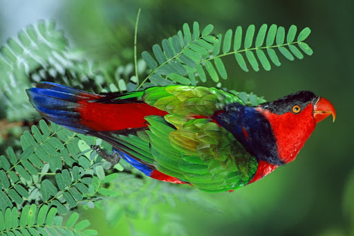 Beaufort%27s%20Black-Capped%20Lory.jpg?imgmax=512 (38607 bytes)
