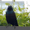 Common Grackle