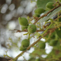 Lasura ગુંદા